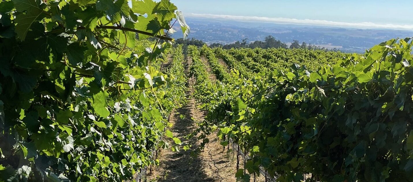Panther Ridge Vineyard photo